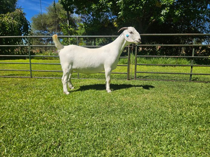 63 24 0096 | DANIE DU TOIT SAVANNAS