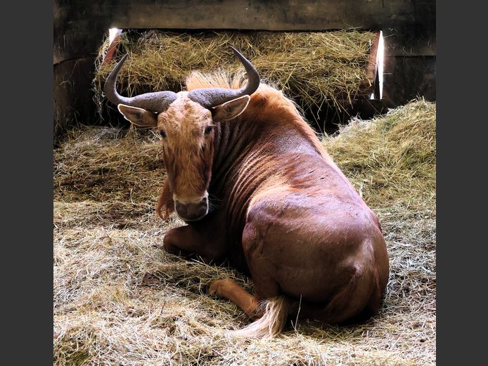 GOUE KONINGS WILDEBEES | AL BADENHORST