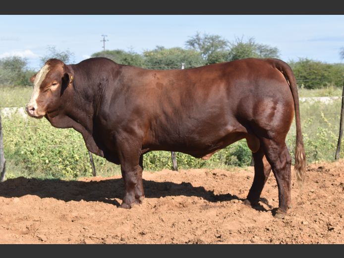 HB2216 | RUMBA SIMBRA