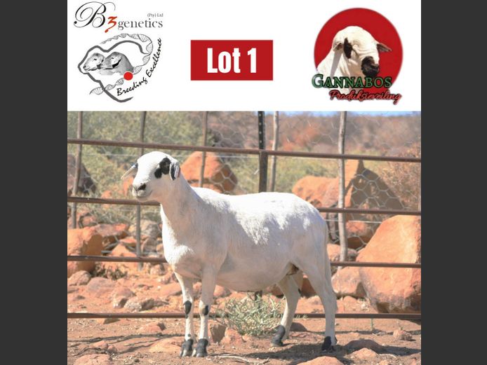 JW21-0246 | B3genetics Pty Ltd