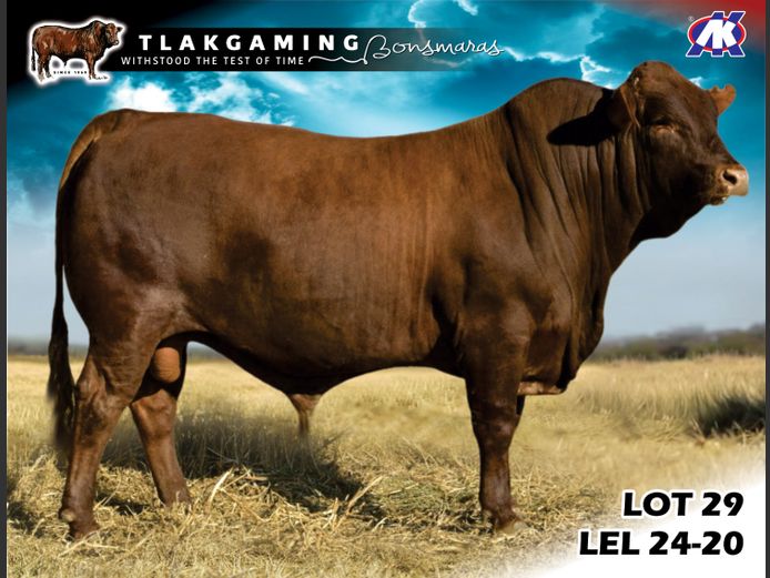 LEL240020 | LEE & SON