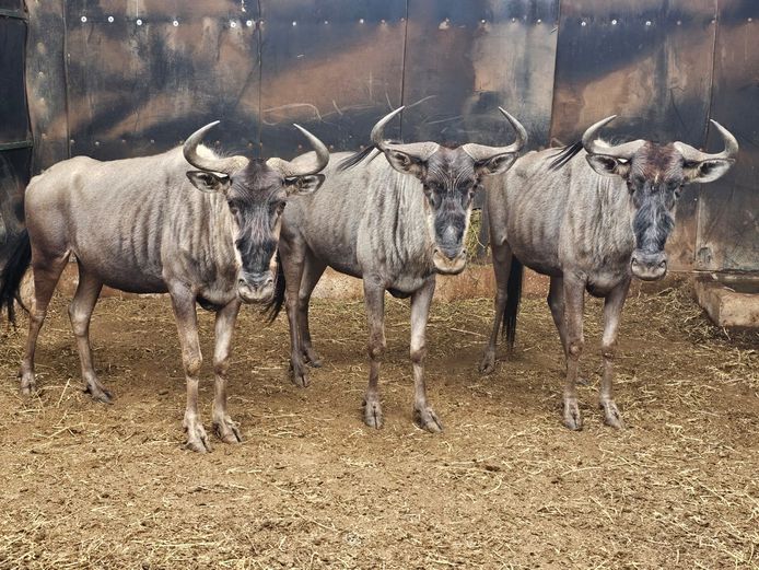 BLUE WILDEBEEST | ZEBULA