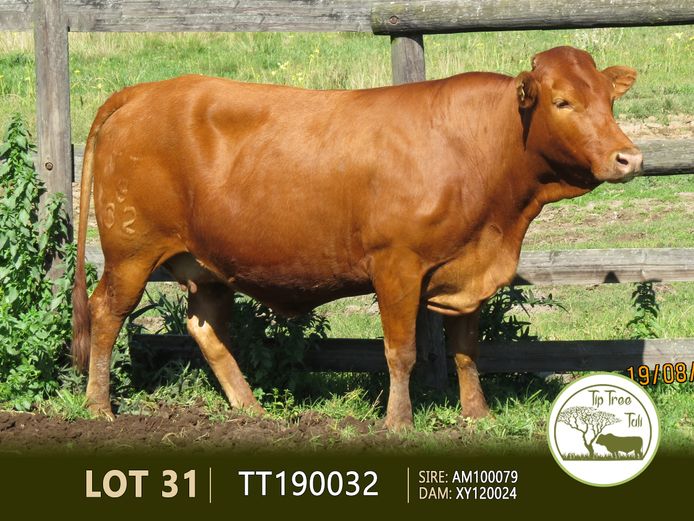 TT190032 | S.T.R. MAINSSHEARD