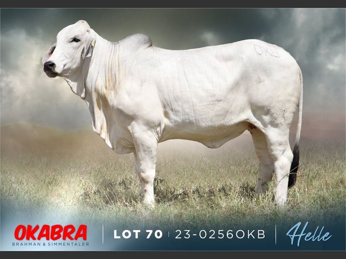 23-0256 OKB | OKABRA BRAHMAN