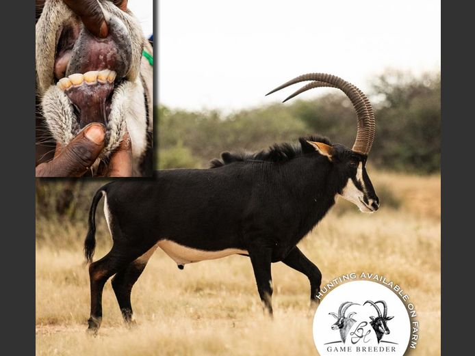 Sable Bulls | WATERBERG PLATO GAME BREEDERS