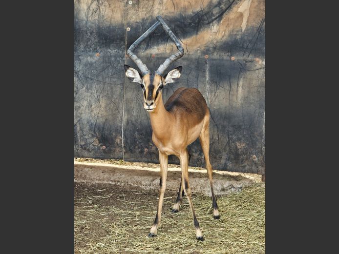 SADDLEBACK IMP | NYANE GAME