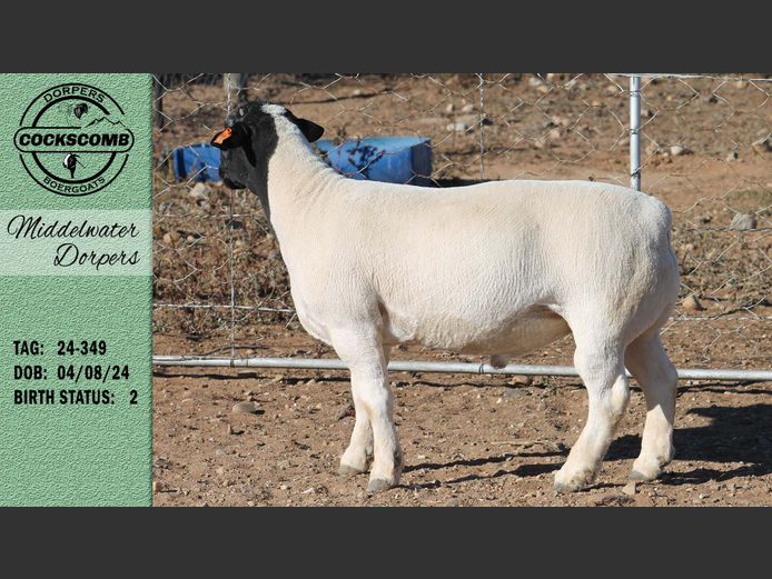 24-349 | Middelwater Dorpers