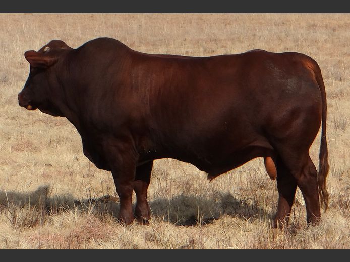CCW 230030 Pp(c) | C. CILLIERS
