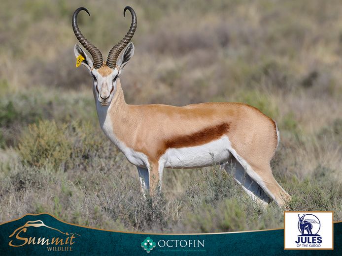 19 4/8" SPRINGBOK RAM
