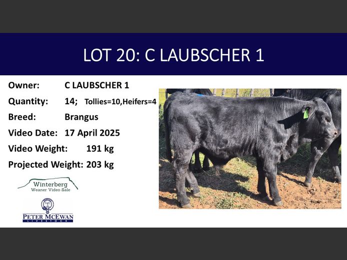 Weaners | C LAUBSHER 1