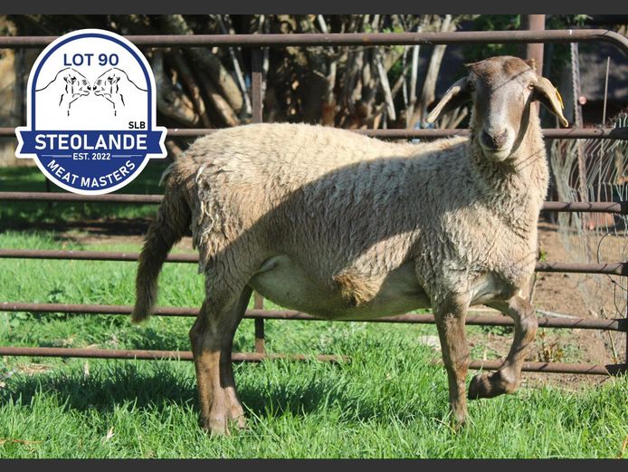 SLB24-050 | Steolande Boerdery