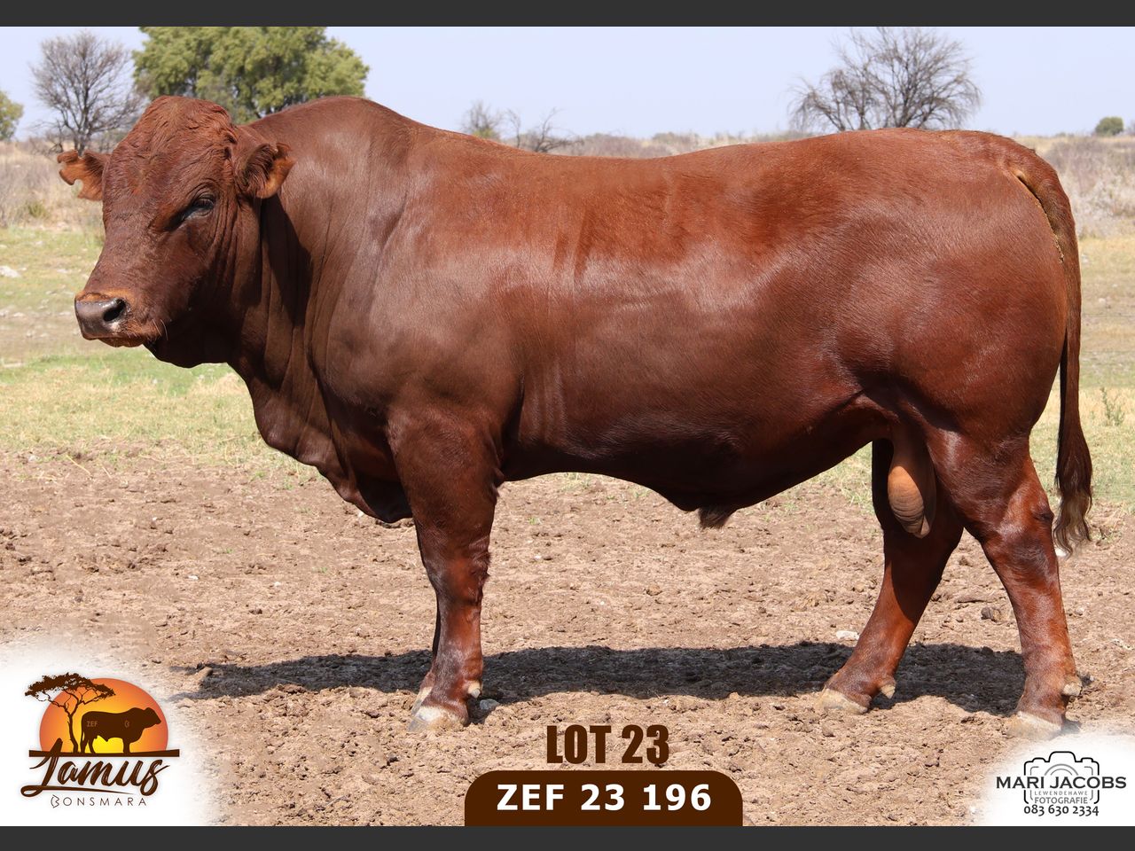 images