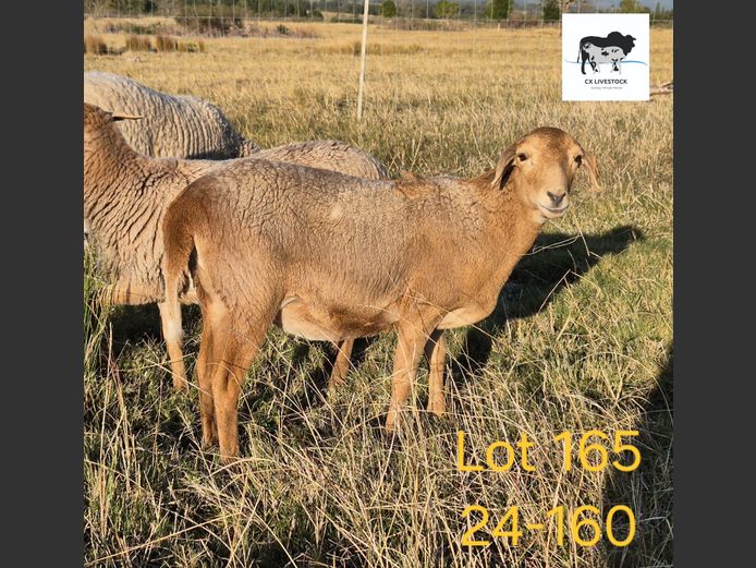 24-160 | CX LIVESTOCK