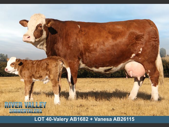 AB1682 | PA ABRAHAMSE