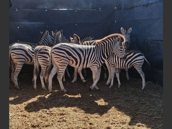 ZEBRA