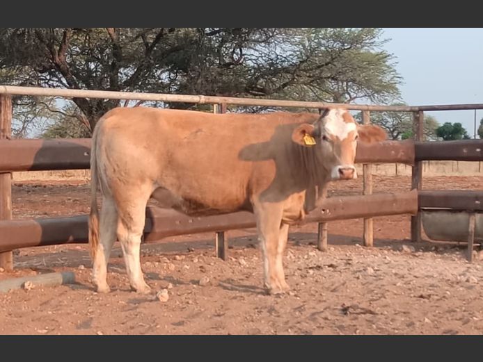 MBE231 | MAMUMBE SIMBRA