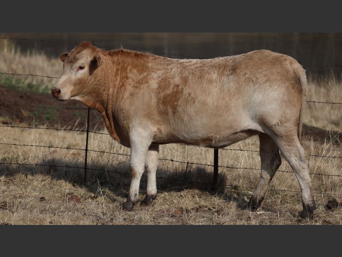 HBH 230021 | CLARK CATTLE COMPANY PTY LTD