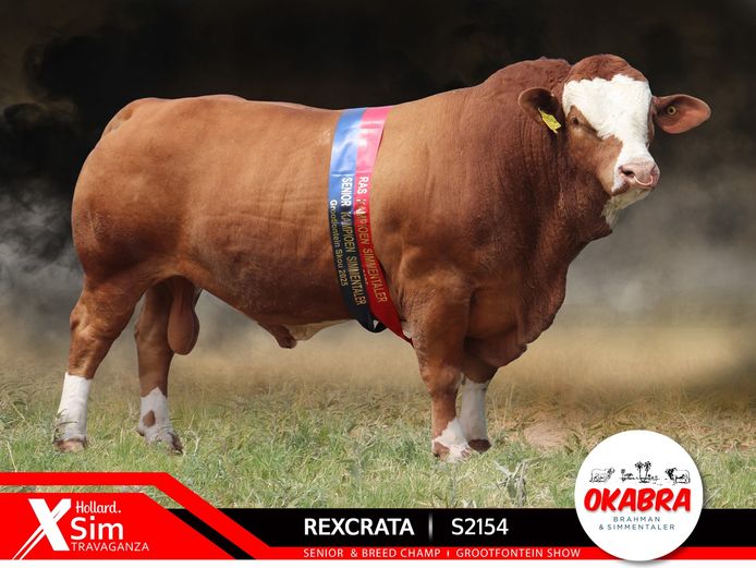 S2154 | OKASIM SIMMENTALER