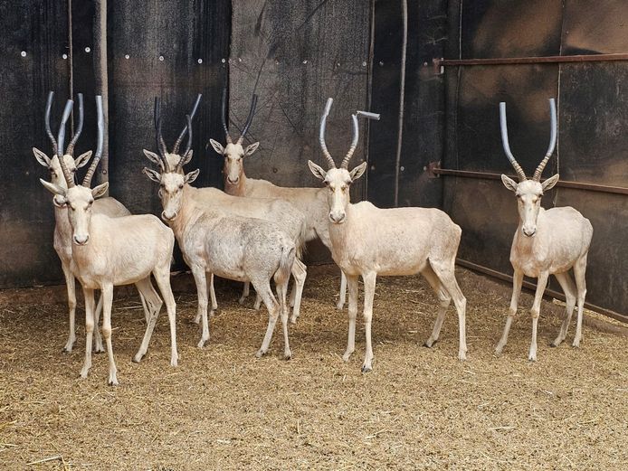 WHITE BLESBOK | NYLSVLEI GAME