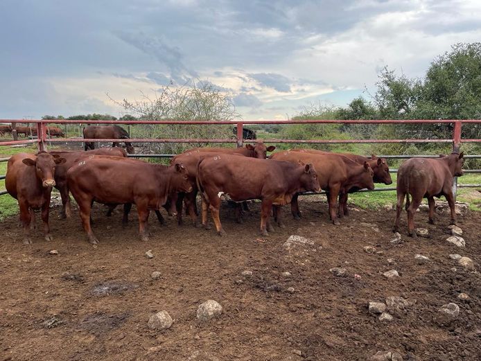 Commercial Animals | Waterpaslaagte