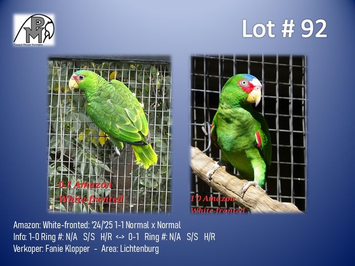 1-1 '24/'25 Amazon: White-fronted: Normal x Normal - Fanie Klopper