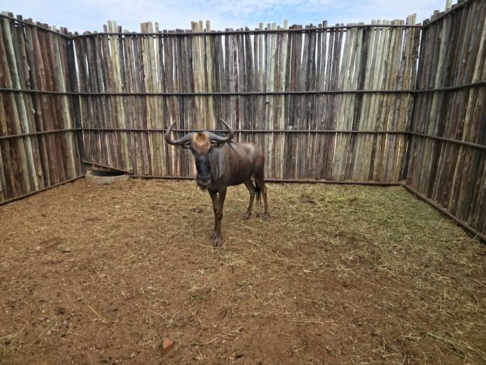 BLOUWILDEBEES | HANLEY