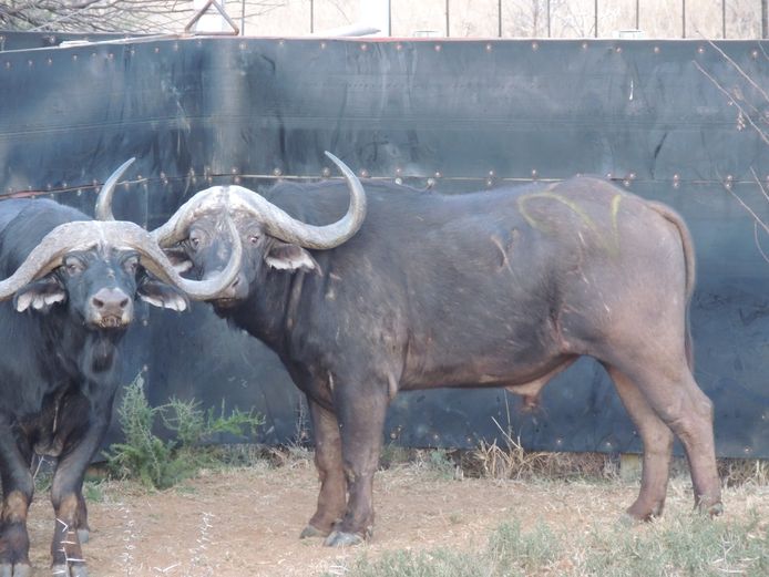 BUFFEL BUL