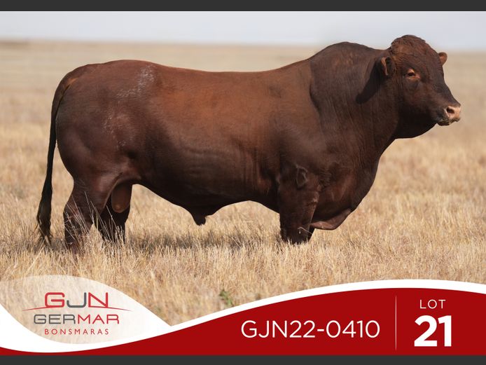GJN220410 HH(c) | GERMAR BONSMARAS