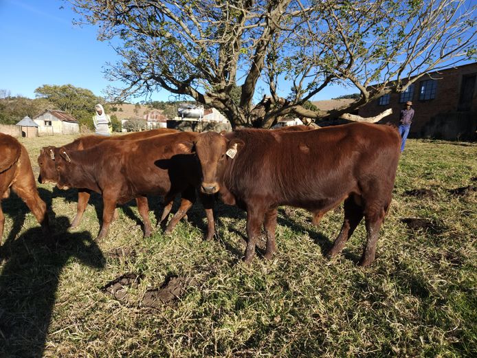 Intact Bull Calves | RED Bartlett