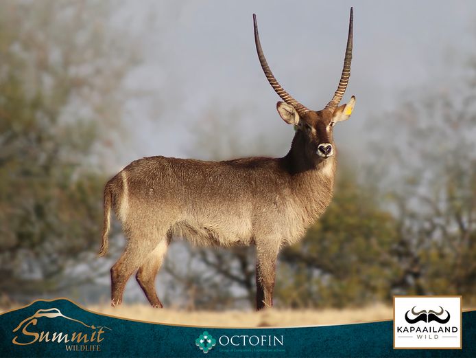 31 6/8" WATERBUCK BULL "TITAN"