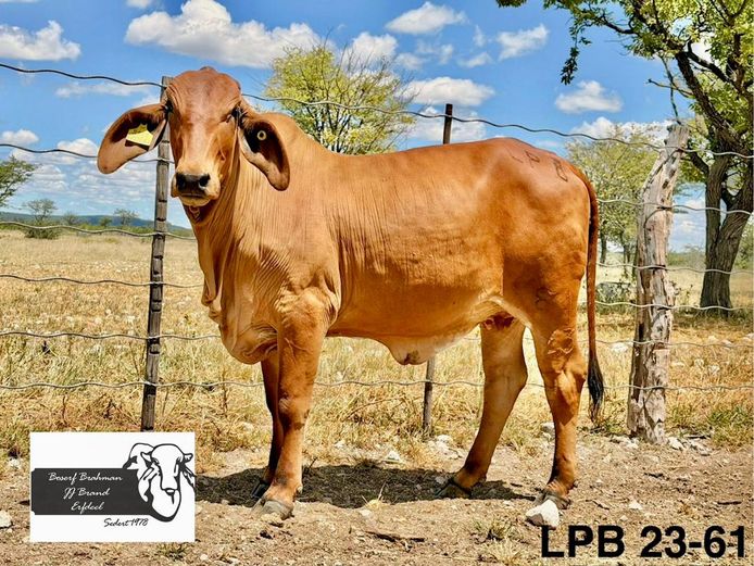 23-0061LPB | BOSERF BRAHMAN
