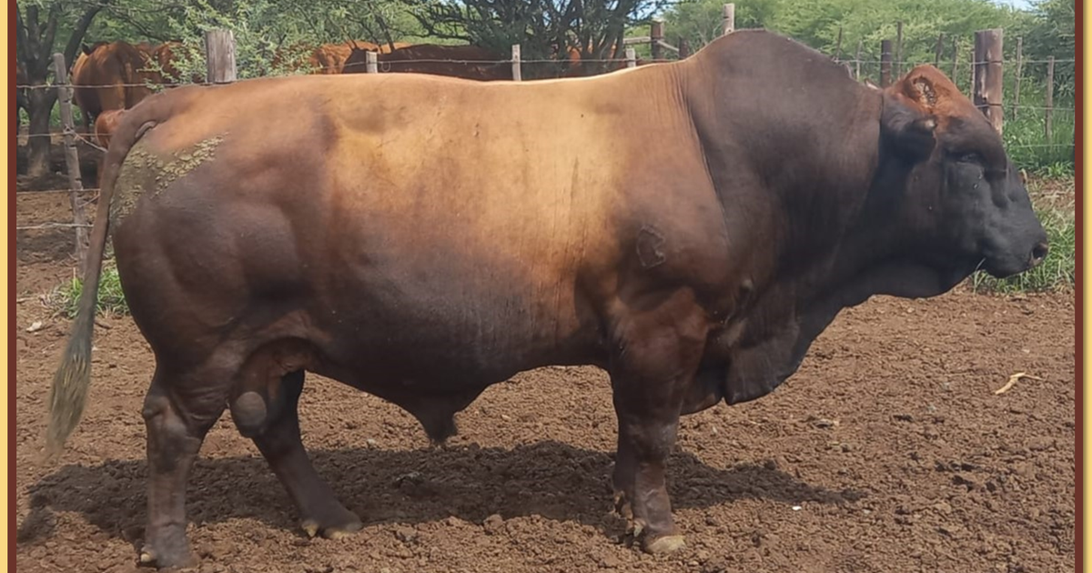 Lot 1 BRISTOW BONSMARA 52ND ANNUAL PRODUCTION SALE SwiftVEE