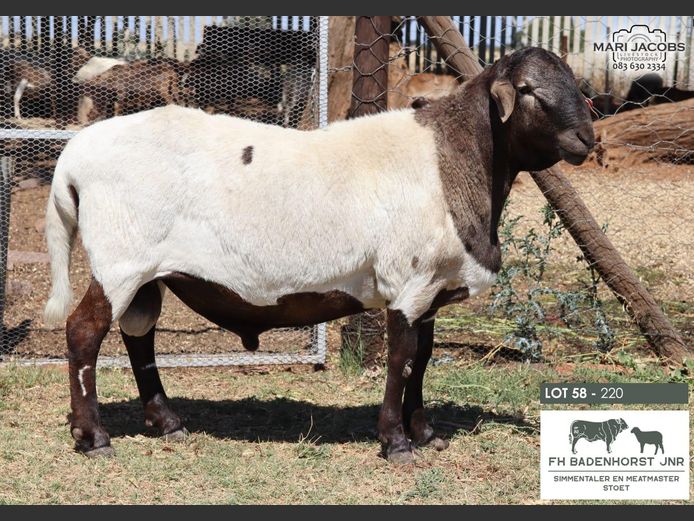 220 | FH Badenhorst JNR