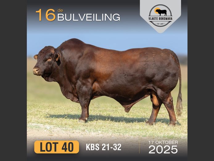 KBS 210032 | KAMEELDORING BONSMARA
