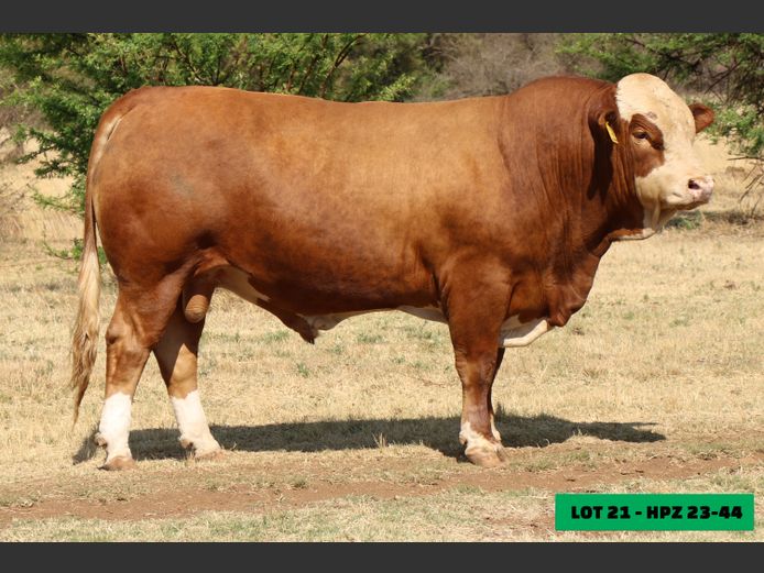 HPZ2344 | JP DU PREEZ BK