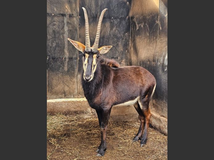 SABLE | RIPICA TRUST