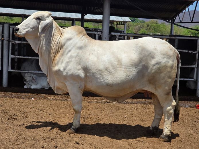 RIO12307 | R10 BRAHMANS