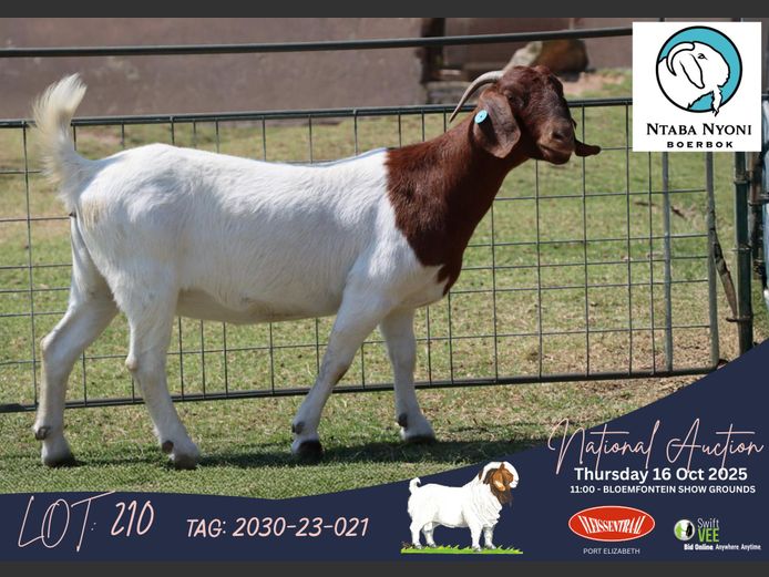 2030-23-021 | Ntaba Nyoni Boergoats