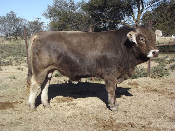 MB 220008 | M.S.E. BEZUIDENHOUT