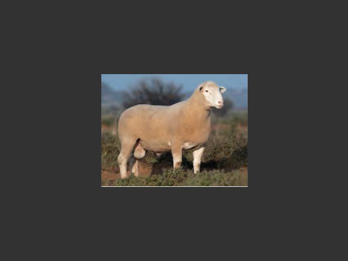 DZ250263 | 2 STEYNS BOERDERY