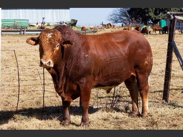 SE238 | OUBOET BOERDERY