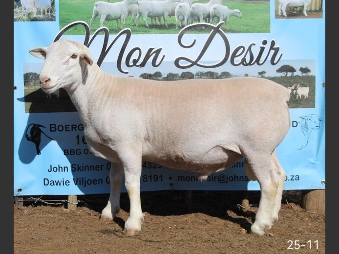 25-11 | Mon Desir Dorpers