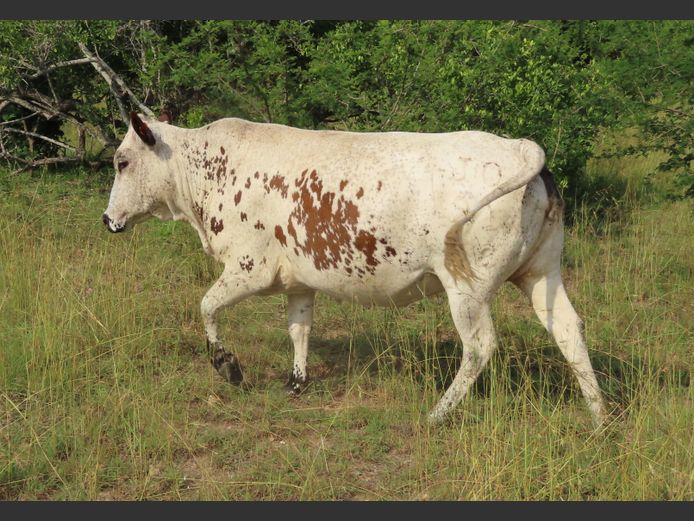 Commercial Animals | MATLA (O.T. Jannasch)