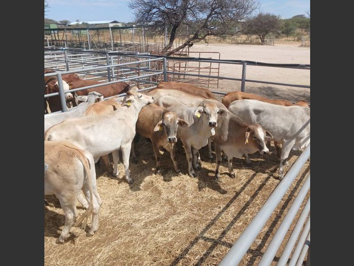 HEIFERS | DOLL FARMING PREMIUM AUCTION