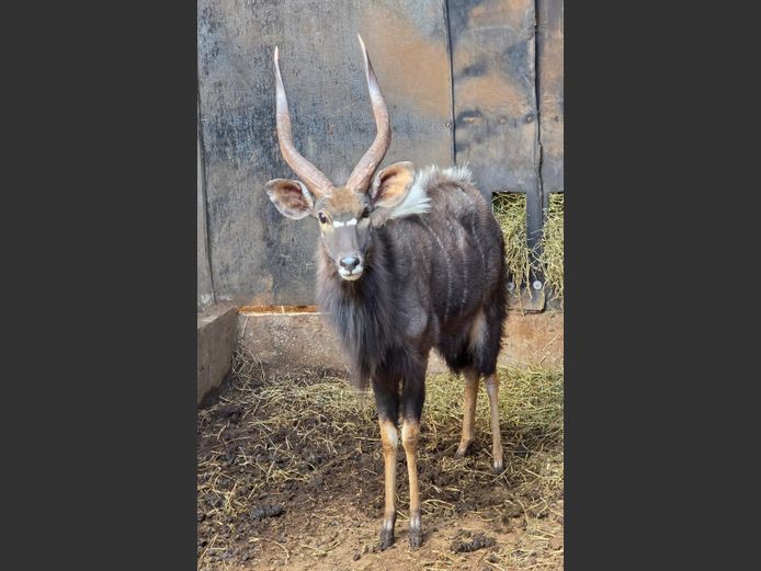 NJALA | BUFFELSPOORT