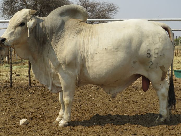 21-0694JLB | JLB BRAHMAN
