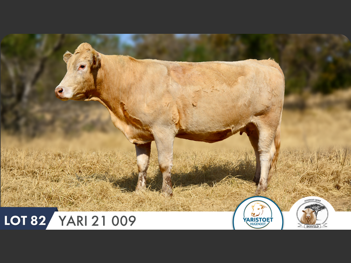 YARI210009 HH | YARI STUD