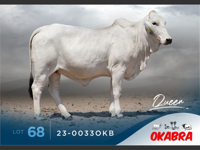 23-0033OKB | OKABRA BRAHMANS