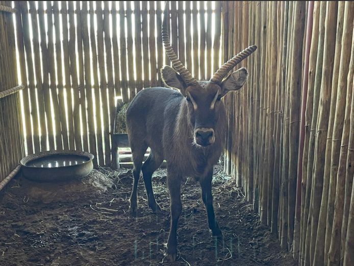 Waterbok Bul