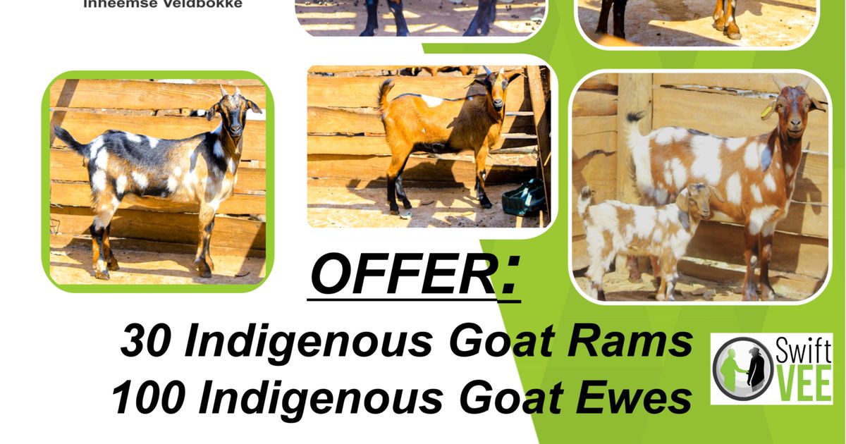 2ND LIMPOPO INDIGENOUS VELD GOAT CLUB PRODUCTION SALE | SwiftVEE ...
